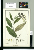 Sessea dependens / Ysidro de Galvez. Original drawing from Ruiz & Pavón's Expedition (1777-1816)
