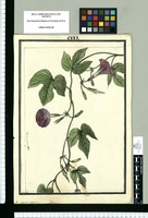 Ipomoea villosa / Brunete. Original drawing from Ruiz & Pavón's Expedition (1777-1816)