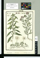 Xuarezia biflora, Gilia laciniata y Nierembergia repens / Ysidro de Galvez. Original drawing from Ruiz & Pavón's Expedition (1777-1816)