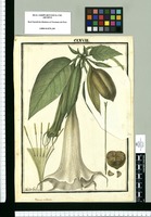 Datura arborea / Ysidro Galvez. Original drawing from Ruiz & Pavón's Expedition (1777-1816)