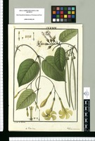 Echites laxa [sic] y Echites acuminata [sic] / Ysidro de Galvez. Original drawing from Ruiz & Pavón's Expedition (1777-1816)
