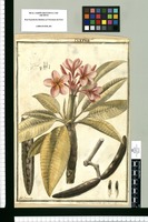 Plumeria incarnata / J[ose]ph Brunete. Original drawing from Ruiz & Pavón's Expedition (1777-1816)