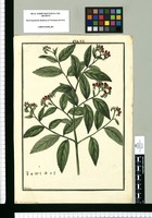 Varronia dichotoma / Galvez. Original drawing from Ruiz & Pavón's Expedition (1777-1816)