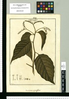 Tournefortia angustiflora / Fran[cis]co Pulgar. Original drawing from Ruiz & Pavón's Expedition (1777-1816)