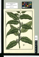 Cestrum racemosum / Fran[cis]co Pulgar. Original drawing from Ruiz & Pavón's Expedition (1777-1816)