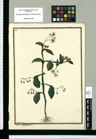 Solanum phyllanthum / Ysidro Galvez fec. Original drawing from Ruiz & Pavón's Expedition (1777-1816)