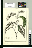 Solanum oppositifolium / Fran[cis]co Pulgar. Original drawing from Ruiz & Pavón's Expedition (1777-1816)