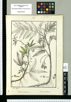 Solanum ternatum y Solanum conicum / Josef Rubio. Original drawing from Ruiz & Pavón's Expedition (1777-1816)
