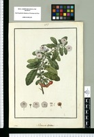 Solanum lycioides / Galvez. Original drawing from Ruiz & Pavón's Expedition (1777-1816)