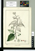 Saracha biflora / Rubio. Original drawing from Ruiz & Pavón's Expedition (1777-1816)