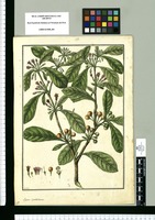 Lycium spathulatum / Galvez. Original drawing from Ruiz & Pavón's Expedition (1777-1816)
