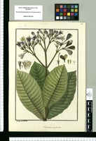 Macrocnemum corymbosum / Ysidro de Galvez. Original drawing from Ruiz & Pavón's Expedition (1777-1816)