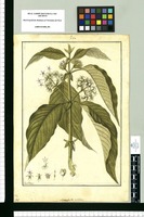 Schwenfelda [sic] umbellata / Fran[cis]co Pulgar. Original drawing from Ruiz & Pavón's Expedition (1777-1816)