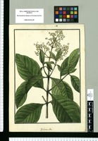 Psychotria alba / Galvez. Original drawing from Ruiz & Pavón's Expedition (1777-1816)