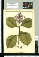 Psychotria hyacintiflora / Fran[cis]co Pulgar. Original drawing from Ruiz & Pavón's Expedition (1777-1816)