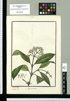 Coffea verticillata / Ysidro de Galvez. Original drawing from Ruiz & Pavón's Expedition (1777-1816)