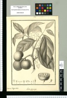 Leonia glycycarpa / Antonius Delgado delin. Original drawing from Ruiz & Pavón's Expedition (1777-1816)