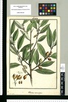 Celastrus macrocarpus : Gneto affinis / Brunete. Original drawing from Ruiz & Pavón's Expedition (1777-1816)