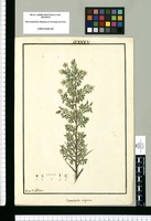 Stereoxylon virgatum / Ysidro de Galvez. Original drawing from Ruiz & Pavón's Expedition (1777-1816)