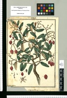 Cervantesia tomentosa / Ysidro Galvez. Original drawing from Ruiz & Pavón's Expedition (1777-1816)
