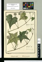 Hydrocotyle acutifolia y Hydrocotyle quinqueloba / Is[idro] Galvez del. Original drawing from Ruiz & Pavón's Expedition (1777-1816)