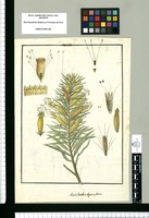 Malesherbia thyrsiflora. Original drawing from Ruiz & Pavón's Expedition (1777-1816)
