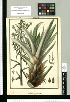 Aechmea paniculata / Galvez. Original drawing from Ruiz & Pavón's Expedition (1777-1816)