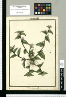 Tradescantia parviflora / Galvez. Original drawing from Ruiz & Pavón's Expedition (1777-1816)