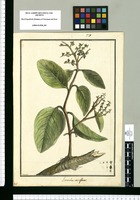 Loranthus retroflexus / Brunete. Original drawing from Ruiz & Pavón's Expedition (1777-1816)