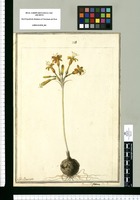 Pancratium flavum / J[ose]ph Brunete. Original drawing from Ruiz & Pavón's Expedition (1777-1816)