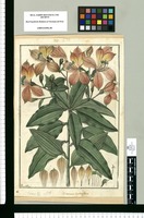 Alstroemeria lineatiflora / Fran[cis]co Pulgar. Original drawing from Ruiz & Pavón's Expedition (1777-1816)
