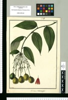 Alstroemeria macrocarpa / Fran[cis]co Pulgar. Original drawing from Ruiz & Pavón's Expedition (1777-1816)