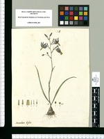 Conanthera bifolia. Original drawing from Ruiz & Pavón's Expedition (1777-1816)