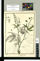 Tovaria pendula / Galvez. Original drawing from Ruiz & Pavón's Expedition (1777-1816)