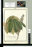 Actinophyllum pentandrum / Galvez. Original drawing from Ruiz & Pavón's Expedition (1777-1816)