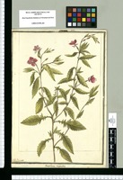 Oenothera virgata / J[ose]ph Brunete. Original drawing from Ruiz & Pavón's Expedition (1777-1816)