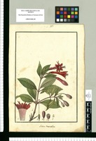 Fuchsia denticulata. Original drawing from Ruiz & Pavón's Expedition (1777-1816)