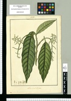 Neea verticillata. Original drawing from Ruiz & Pavón's Expedition (1777-1816)