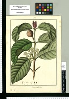 Cornidia umbellata / Fran[cis]co Pulgar. Original drawing from Ruiz & Pavón's Expedition (1777-1816)