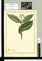 Laurus reticulata. Original drawing from Ruiz & Pavón's Expedition (1777-1816)