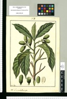 Laurus balanocarpa / Fran[cis]co Pulgar. Original drawing from Ruiz & Pavón's Expedition (1777-1816)