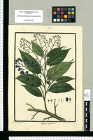 Laurus triplinervis / Is[idro] Galvez delin. Original drawing from Ruiz & Pavón's Expedition (1777-1816)