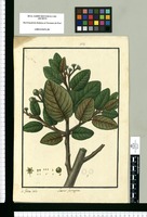 Laurus ferruginea / Is[idro] Galvez delin. Original drawing from Ruiz & Pavón's Expedition (1777-1816)