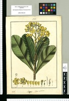 Laupe : Godoya spathulata / Fran[cis]co Pulgar. Original drawing from Ruiz & Pavón's Expedition (1777-1816)