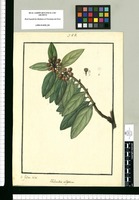 Thibaudia elliptica / Is[idro] Galvez delin. Original drawing from Ruiz & Pavón's Expedition (1777-1816)