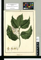 Foveolaria ovata / Jose Rivera dup. Original drawing from Ruiz & Pavón's Expedition (1777-1816)