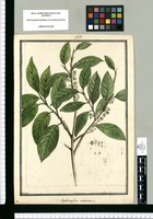 Erythroxylon [sic] acuminatum / Brunete. Original drawing from Ruiz & Pavón's Expedition (1777-1816)