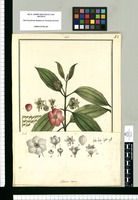 Valdesia repens / Galvez. Original drawing from Ruiz & Pavón's Expedition (1777-1816)