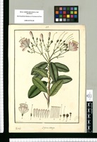 Bejaria oblonga / Fran[cis]co Pulgar. Original drawing from Ruiz & Pavón's Expedition (1777-1816)
