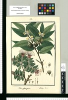 Psidium rypdocarpum y Psidium Aka / Is[idro] Galvez del. Original drawing from Ruiz & Pavón's Expedition (1777-1816)